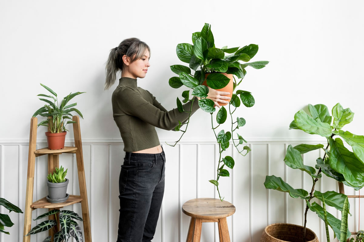 Seven Things You Should Know About Caring for Houseplants