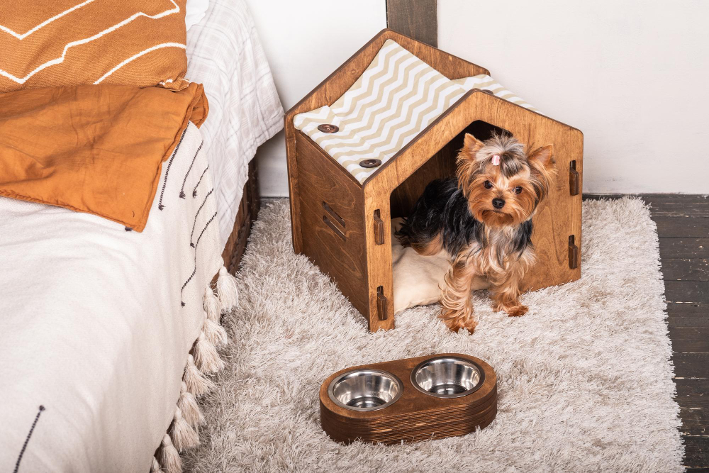 Helping Your Adopted Pet Thrive in a New Apartment