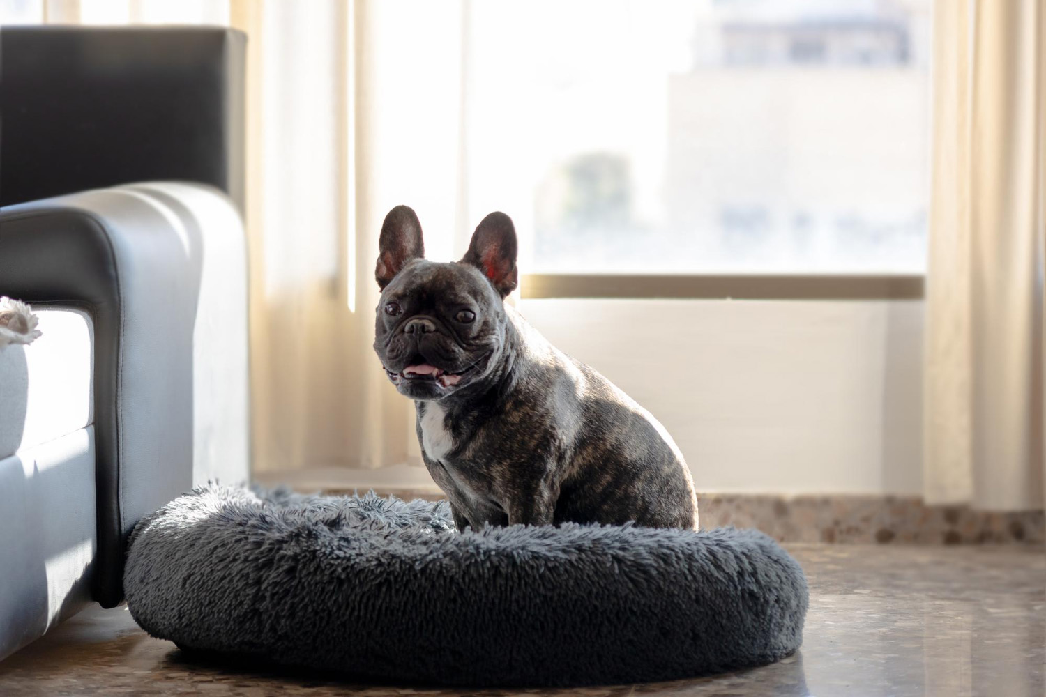 Best Dog Breeds for Apartment Living