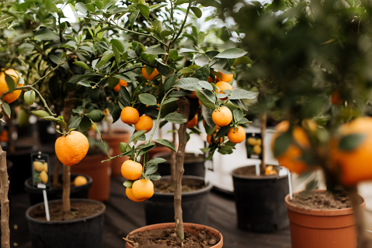 Fruits You Can Grow in Your Apartment