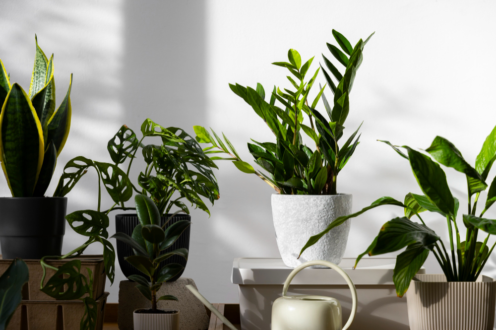 The Best Low-Maintenance Plants for Your Ft Myers Apartment