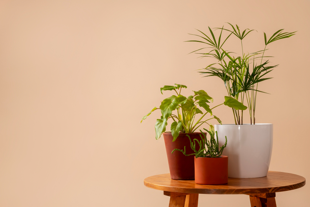 Elevate Your Apartment Living with Greenery: Top Plants for Apartments