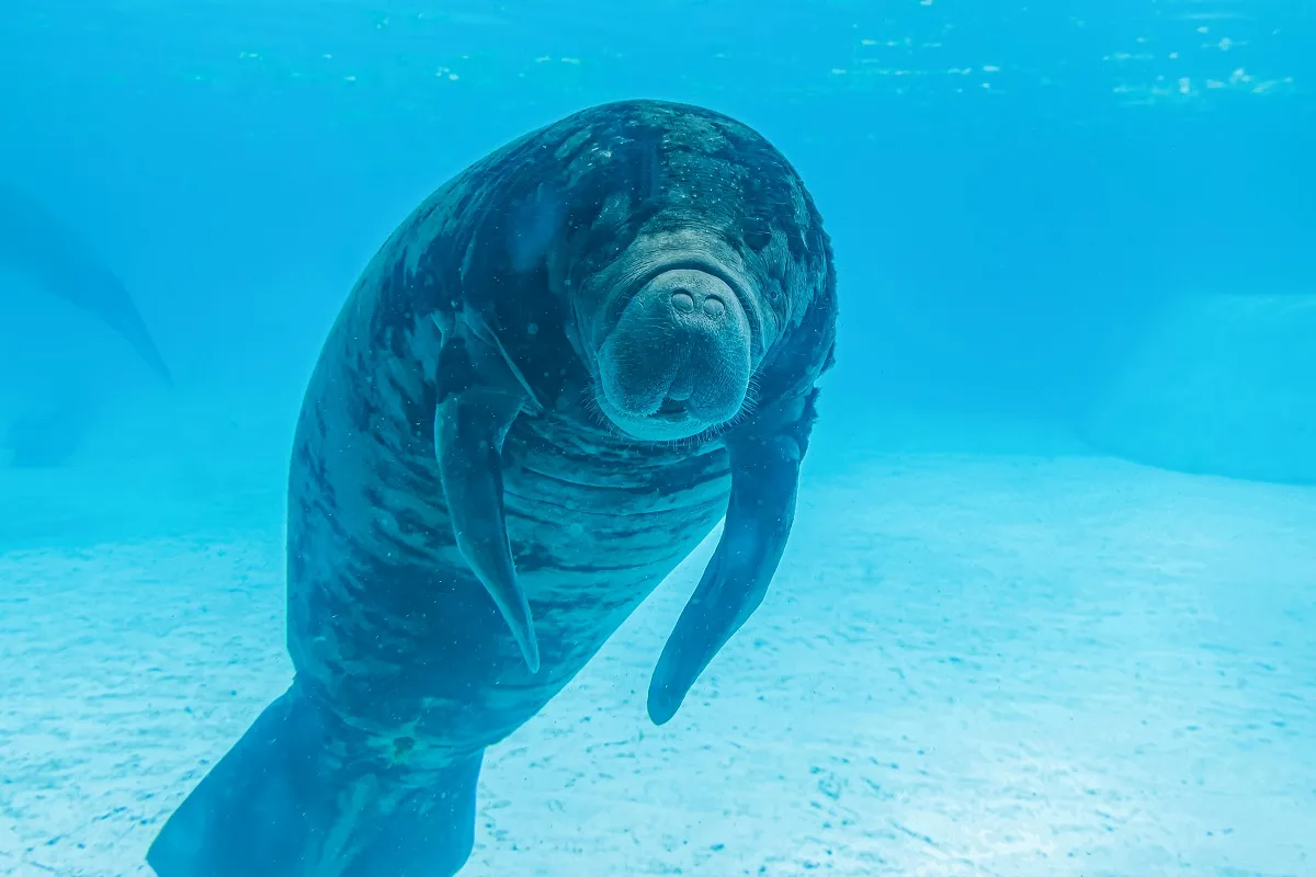 What to Do In Ft Myers, Florida This Summer