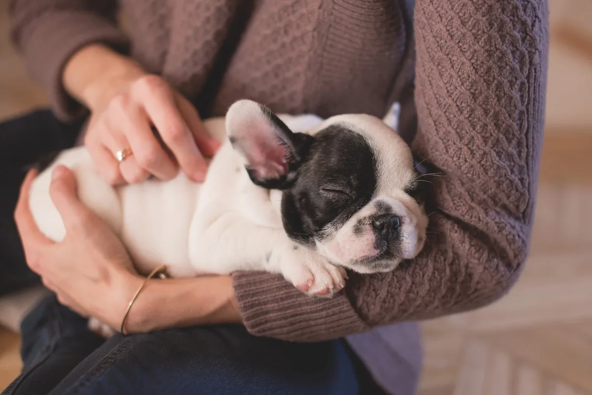 Four Factors to Consider When Looking for a Pet-Friendly Apartment